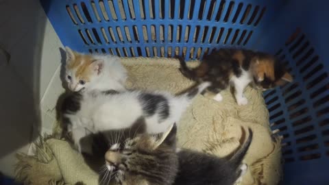 Gopro cam show a lair of five kittens