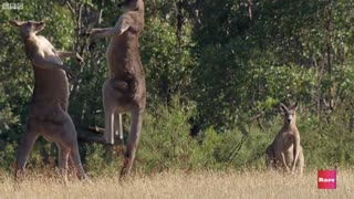 Animal boxing match | Rare Animals