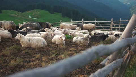 Sheep herd on mountain plateau pasture. Herd of sheep in sheepfold. Carpathian sheep farm