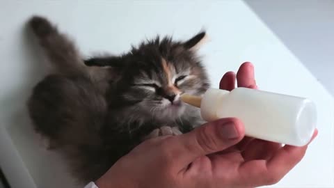 Cute Baby Kitten - How to Safely Bottle Feed a Kitten