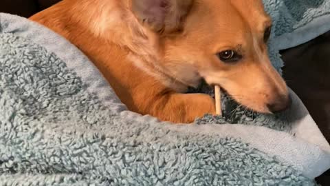 Corgi Puppy Enjoys a Midnight Snack