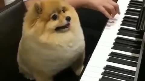 A dog who can play the piano