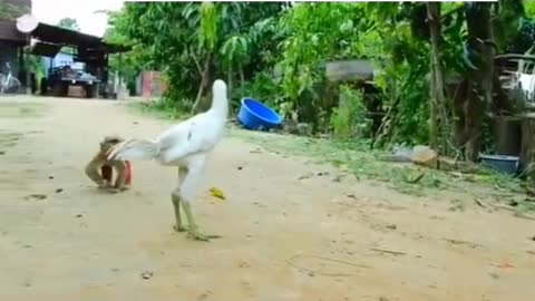 best monkey fight with bird