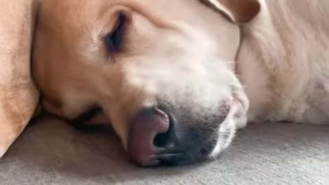 How I wake my sleeping dog from his dreams