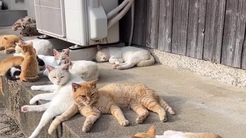 Cats living on Cat Island