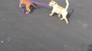 Boxer Pup Takes New Friend for a Walk