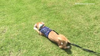 Brown dog in blue sweater crawling on grass and gets up near beach