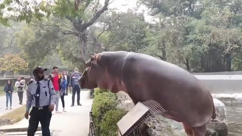 Security guard risking his life to save incredibly unalarmed zoo visitors from a hippo