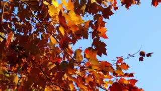 Red Maple Against Blue Sky - Nature Clip