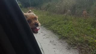 Terrier & Hound Catch N Release Opossum