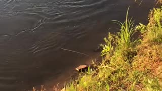 Man Dives on Fish that Snaps Line