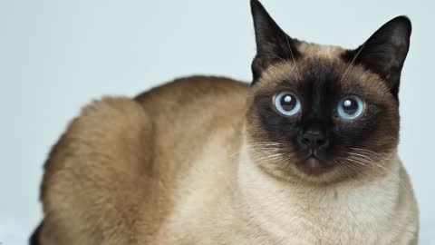 Cats breeds for 1st time owners