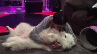 Fluffy Samoyed preciously cuddles with owner