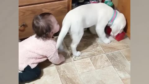 Baby Dog's Love little baby play with Dog's 😘