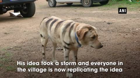 Golden Retriever Meets Puppies for the First Time