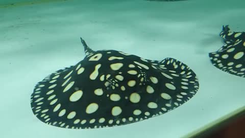 Stingray with dots.