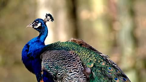 Beautiful peacock😍