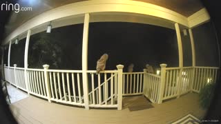 Michigan Family Catches Visiting Owls On Their Porch With Ring Camera