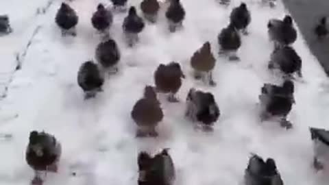 When Ducks Decide To Take Over The World....