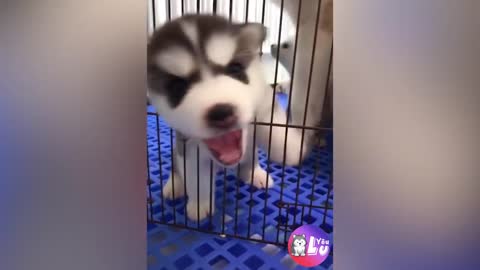 The husky dog ​​is dumbfounded