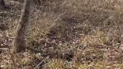 Standard poodle tracks whitetail deer for owner but runs when the deer shakes it’s head.😂😂