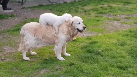 Small Dog Loves To Go For Rides On Golden Retriever's Back