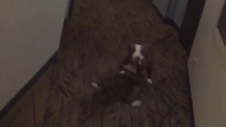 Brown pitbull is running up and down a hallway