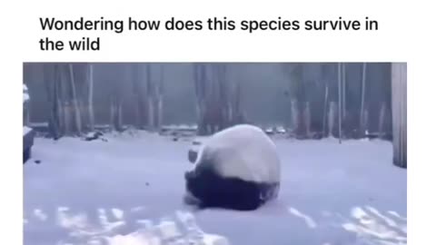 Panda round in round