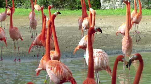 A flock of beautiful pink flamingos