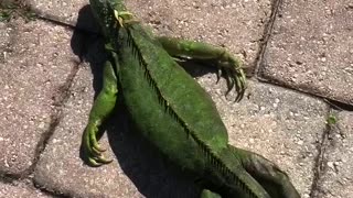 Warming up a Freezing Iguana