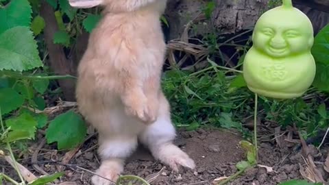 #cute #rabbit ❤