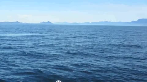 Blue whale blowing 100meter from the bot ,baja California thore noernbery Whale watching