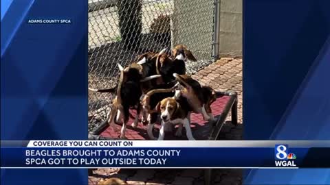They rescued the puppies Fauci tortured, then let them outside for the first time in their lives..