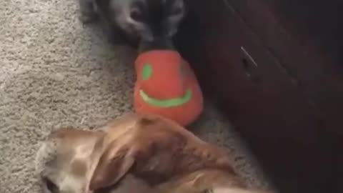 Funny cate & dog video