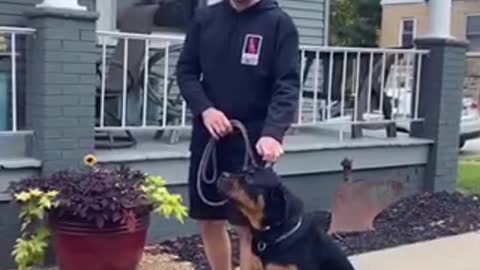Amazing Dog Trainning Video