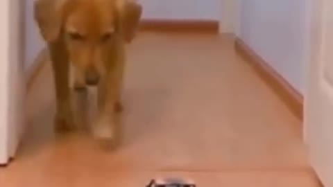 Funny Dog Reaction
