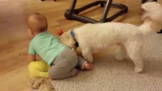 Small Dog Steals Baby's Sweatpants Right Off Him