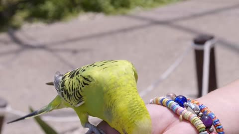 beautiful canary bird😍😍