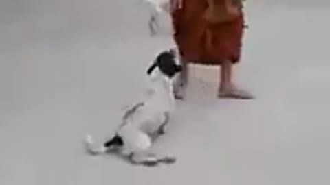 Awesome funny dog pretend as broken legs