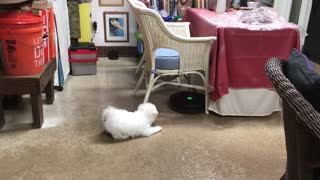 Bichon Frise Puppy Goes To War With Robot Vacuum