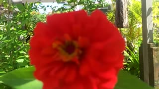 Beautiful red flower