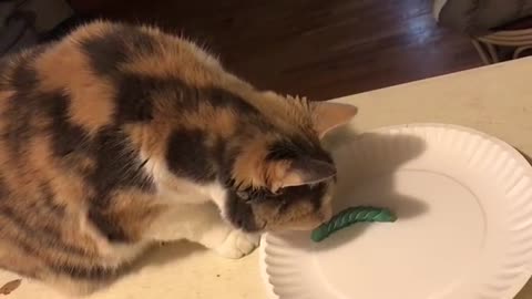 Feeding Time for the Tobacco Hornworms