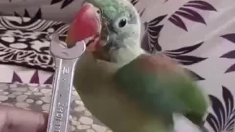 Parrot sing a song