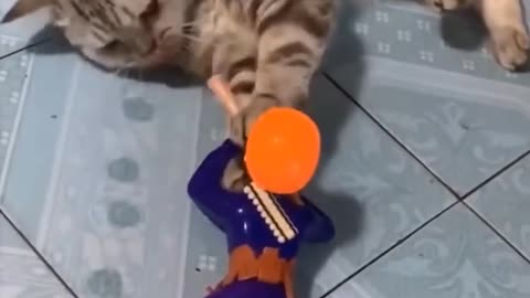 Cute Cat's Reaction for A Robo Toy !