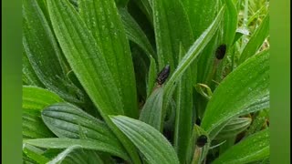 Ribwort plantain