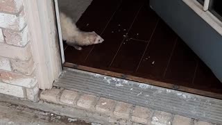 Cute Ferret runs from the cold snow