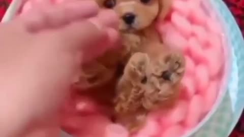 Teacup puppy is look like a teddy bear