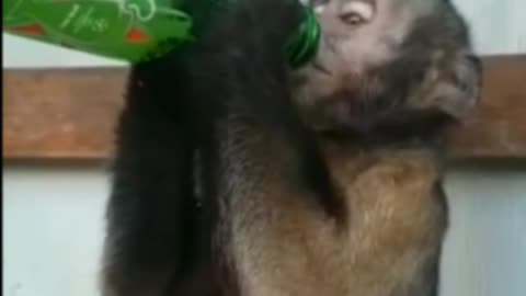 look what happened, monkey drinking beer