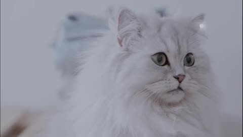 Beautiful cats videos