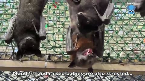 Flying-fox in care goes to the aviary; this is Aeolia on day 4.mp4